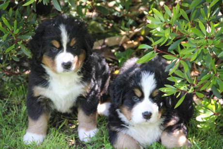 Reputable bernese mountain dog breeders 2025